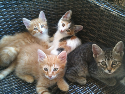 Χαρίζονται γατάκια